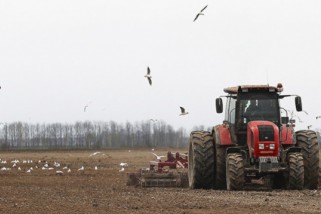 Фото: Ранние яровые зерновые в Беларуси посеяли на 90% площадей