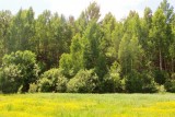 Фото: Ограничения на посещение лесов действуют в 23 районах Беларуси Фото: Ограничения на посещение лесов действуют в 23 районах Беларуси