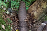 Фото: Гродненец во время похода за грибами нашёл снаряды Фото: Гродненец во время похода за грибами нашёл снаряды