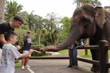 Фото: На Бали официально запретили катать туристов на слонах Фото: На Бали официально запретили катать туристов на слонах