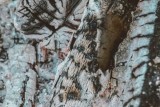 Фото: Никогда не подкармливайте золой эти растения Фото: Никогда не подкармливайте золой эти растения