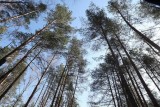 Фото: В трех районах Гродненской области введен полный запрет на посещение лесов Фото: В трех районах Гродненской области введен полный запрет на посещение лесов