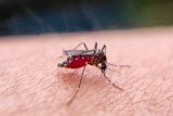 Фото: Ребенка укусил комар? Никакой зеленки! Специалист рассказал, чем обработать Фото: Ребенка укусил комар? Никакой зеленки! Специалист рассказал, чем обработать