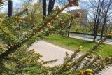 Фото: Ночные заморозки и резкое потепление днем прогнозируют в Беларуси 2 мая Фото: Ночные заморозки и резкое потепление днем прогнозируют в Беларуси 2 мая