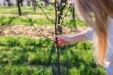 Фото: Знаете ли вы, что делать с саженцем сливы, который после весенней посадки сбросил листья? Фото: Знаете ли вы, что делать с саженцем сливы, который после весенней посадки сбросил листья?
