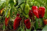 Фото: Откуда пятна на перце и спасет ли теплица от тумана Фото: Откуда пятна на перце и спасет ли теплица от тумана