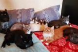 Фото: Доброе сердце или психическое отклонение? Что скрывается за желанием завести много животных? Фото: Доброе сердце или психическое отклонение? Что скрывается за желанием завести много животных?