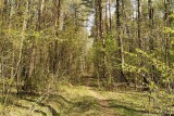 Фото: Как обезопасить себя при походах в лес, рассказали правоохранители Фото: Как обезопасить себя при походах в лес, рассказали правоохранители