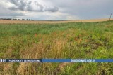 Фото: В Гродненской области за неделю правоохранители уничтожили более 315 кг дикорастущего мака Фото: В Гродненской области за неделю правоохранители уничтожили более 315 кг дикорастущего мака