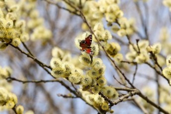 Фото: Будут ли в Беларуси ночные заморозки и снег 10 апреля, рассказали синоптики Фото: Будут ли в Беларуси ночные заморозки и снег 10 апреля, рассказали синоптики