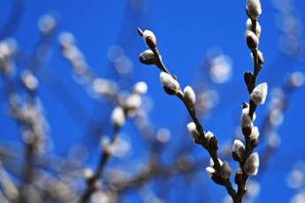 Фото: В Беларуси 8 марта ожидается до плюс 15 градусов Фото: В Беларуси 8 марта ожидается до плюс 15 градусов