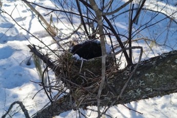 Фото: Уничтожил птичье гнездо – заплати более 20 тысяч. В Беларуси действует запрет Фото: Уничтожил птичье гнездо – заплати более 20 тысяч. В Беларуси действует запрет