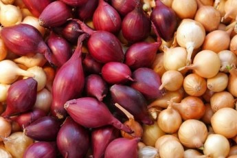 Фото: Покупаем лук-севок: на что обратить внимание и как хранить до посадки Фото: Покупаем лук-севок: на что обратить внимание и как хранить до посадки